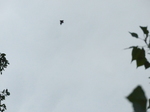 FZ007170 Bat in flight.jpg